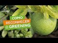 Como reconhecer o greening no campo