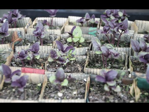 Video: Časopisni lončki za seme – kako narediti začetne lončke za seme iz časopisa