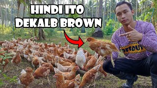 Hindi Ito Dekalb Brown | Ang Katotohanan