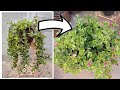 Mejoramiendo de Aptenias en 1 mes // Trasplante de planta Aptenia o planta Rocio