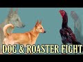 DOG &amp; ROASTER FIGHT  || कोंबडा आखरी परेन्त्य हार मानत नाही ..!