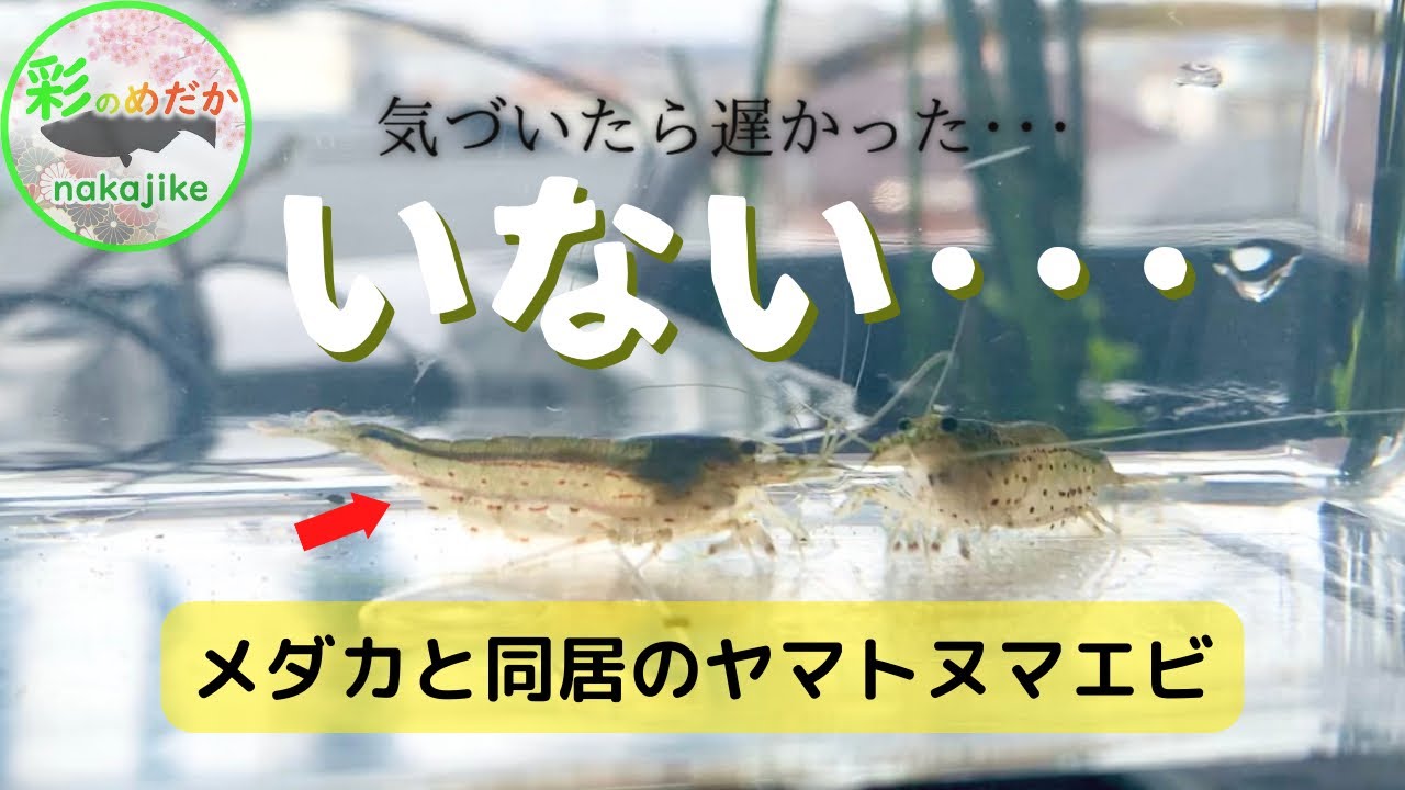 メダカ水槽の同居人 ヤマトヌマエビの繁殖に即脱落した理由 Youtube