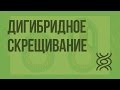 Дигибридное скрещивание. Закон независимого наследования признаков. Видеоурок по биологии 10 класс