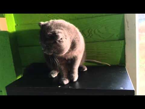 เสียงร้องของแมวหมี scottish fold