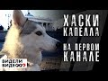 Хаски Капелла НА ПЕРВОМ КАНАЛЕ, в программе видели видео