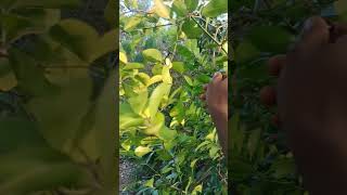 wild fruit showing with forest sound
