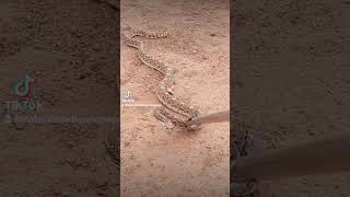 #VÍBORA ALICANTE MUY ENOJADA #viral #snake #serpiente #animals #nature