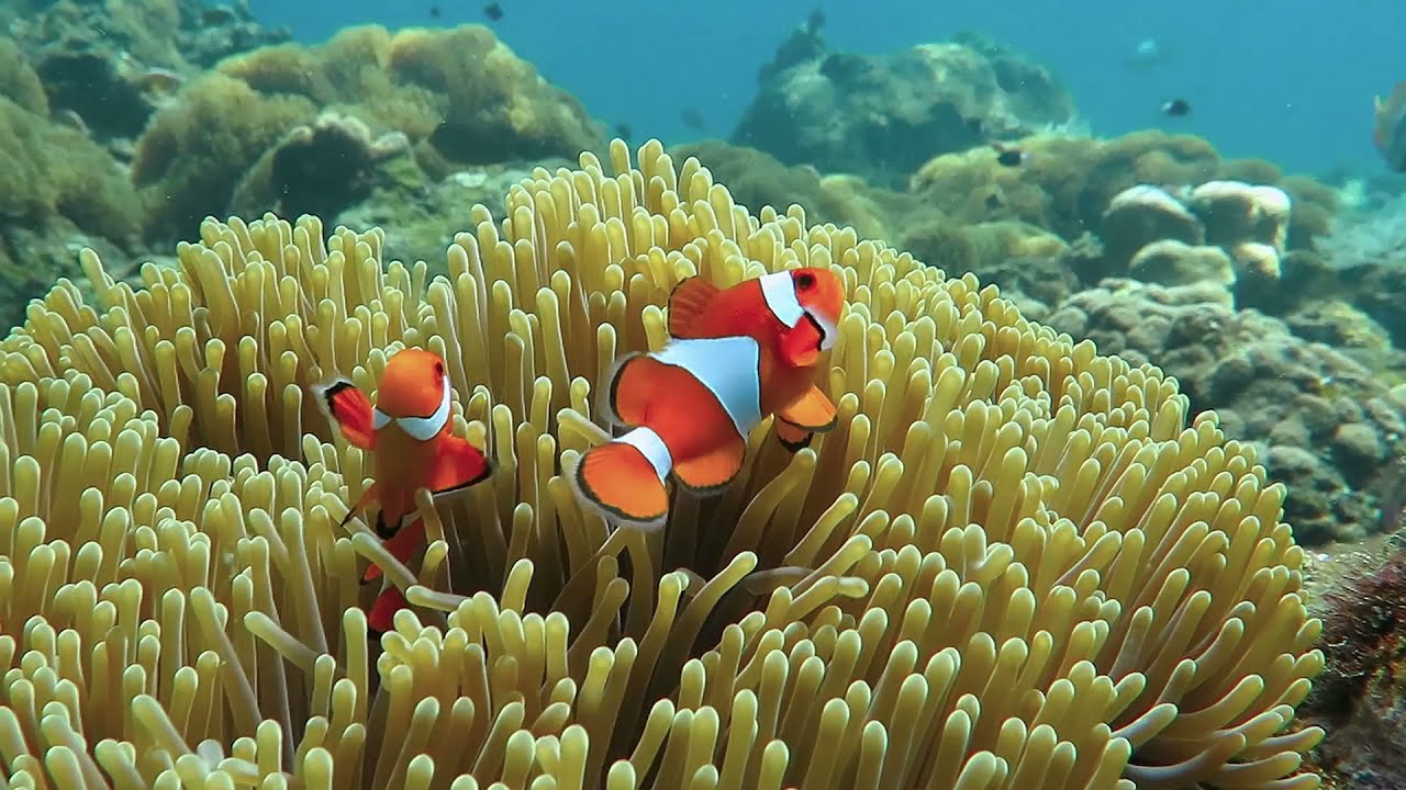 Love It or Lose It: The Cycle–Ocean