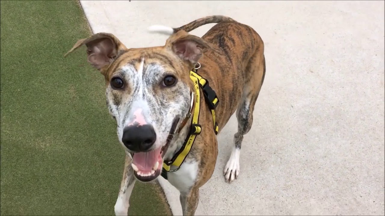 wales wisconsin Dogs Trust Manchester - Stuart