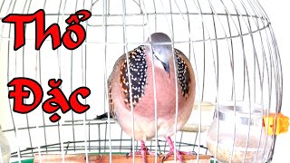 Cu Gáy Giọng Thổ Đặc