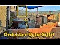 Dişi Ördek (LeyLa) Uçtu!-CivCivlere Yeni Kümes!-#Tekirdağ#yabani ördek#civciv#kümes#hindi#tavuk