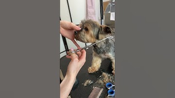 How to trim Yorkie face!