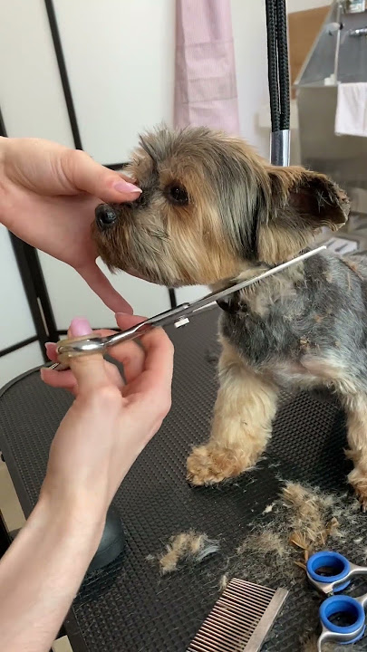 How to trim Yorkie face!