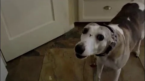 Re: Whippet Wonderland