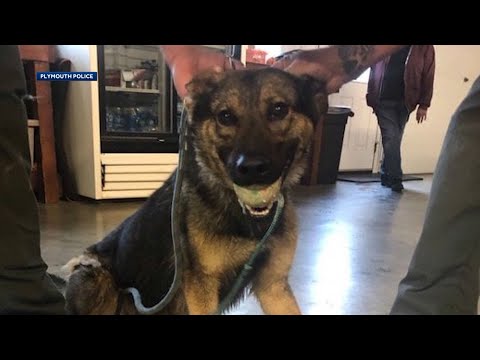 Wideo: Pet Scoop: K9 Shot w Line of Duty Dies, Ecstatic Collie ponownie połączony z właścicielem