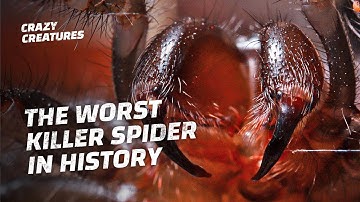 Black Widow or Funnel-web Spiders: Which is the Deadliest?