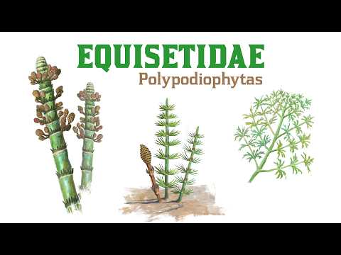 Vegetação na Paleoarte: Polypodiophytas - Equisetidae