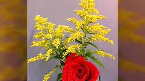 Bông Hồng tặng Mẹ 14/5/2017