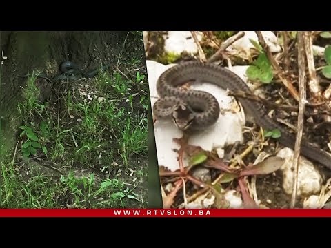 Video: Kako Se Zaštititi Od Ugriza Zmije