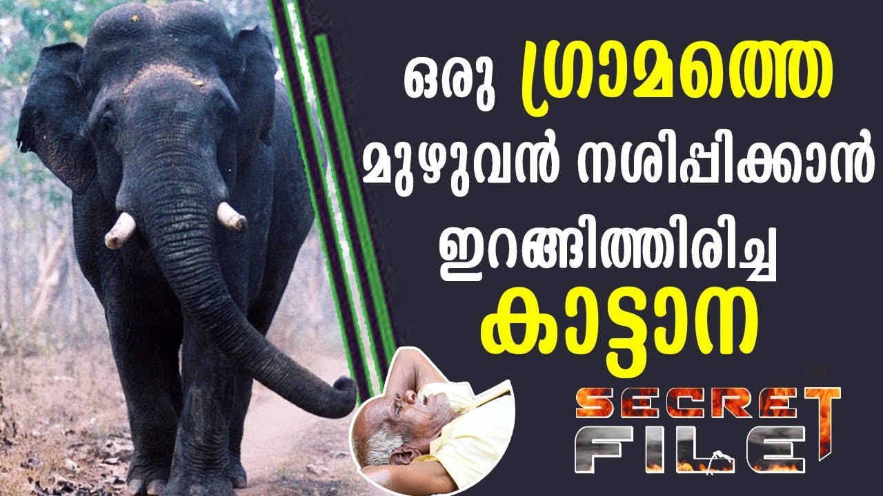 What wild elephant did to people in a village | Secret File | Latest Episode