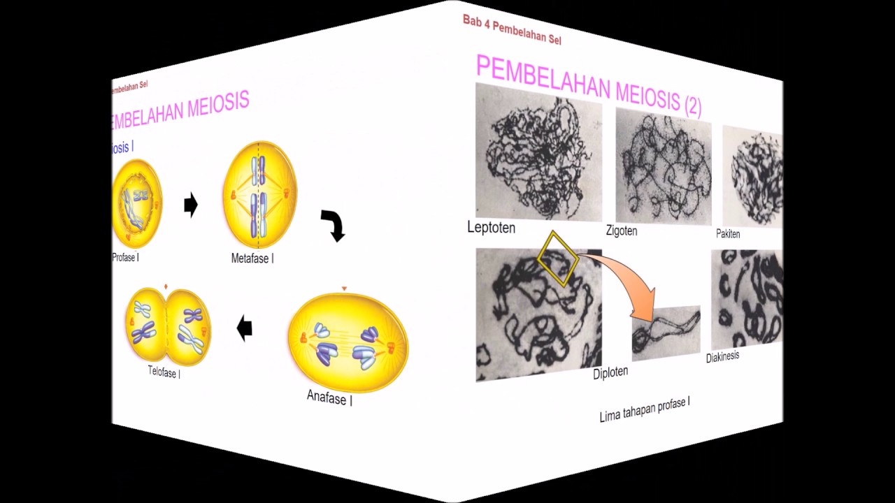 MATERI BIOLOGI KELAS XII GONZAGA YouTube