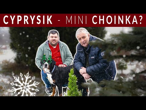 Wideo: Cyprys - co to jest? Rodzaje, opis i pielęgnacja cyprysu