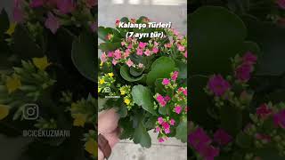 7 Ayrı Tür Kalanşo