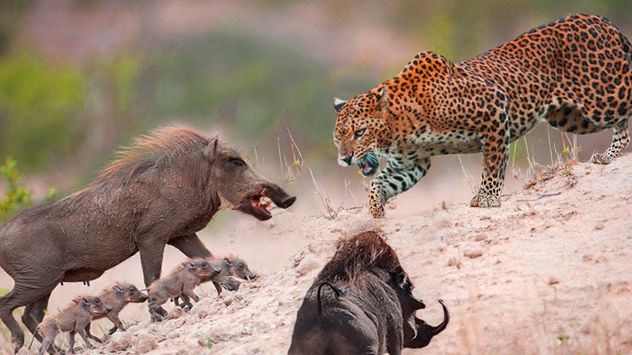 Shameful battle of super predators Epic Battle Leopard vs Warthog - YouTube