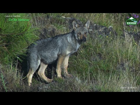 Chisco Lema achéganos á vida íntima estival do lobo da Costa da Morte