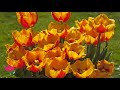 Оторочені тюльпани - Неймовірно красиво та модно│Florium.ua