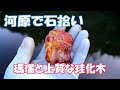 河原で石拾い「瑪瑙と珪化木」