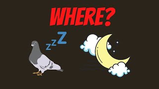 where do pigeons sleep at night