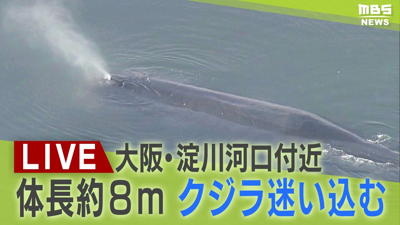 『クジラ乗り場はこちらです』 LIVE】通報から8時間経過…大阪・淀川河口付近にクジラ迷い込む