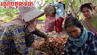 258.ប្រមូលផលផ្កាចំបុី Life in the Cambodian Countryside.