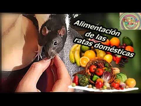 Alimentacion de las ratas | Tordi Vlogs hqdefault