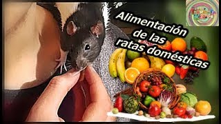 Alimentacion de las ratas | Tordi Vlogs