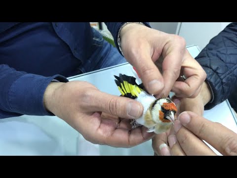 فيديو: كيفية جبيرة طائر الساق المكسور
