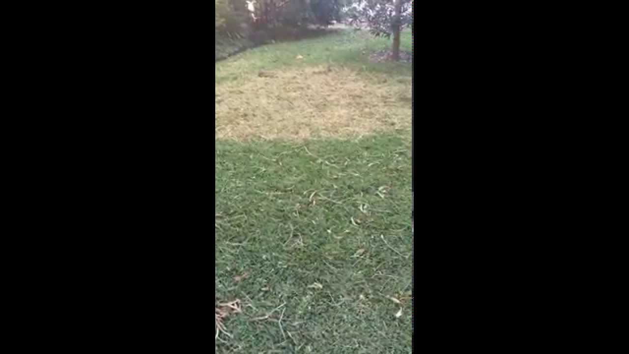 [Army Worm] [Army Worms In Lawn] [Armyworm] [Armyworms] [Army Grub] [Army Grub Control] [Army