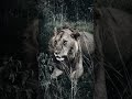 siz ne derseniz diyin kishido oloimanın oğlu benim düşüncem kessin onun oğlu çok benziyor 😁 #lion