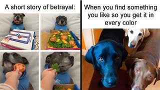 Hilariously Spot-On Memes That Show What Having A Dog Is Like And Much More || Funny Daily