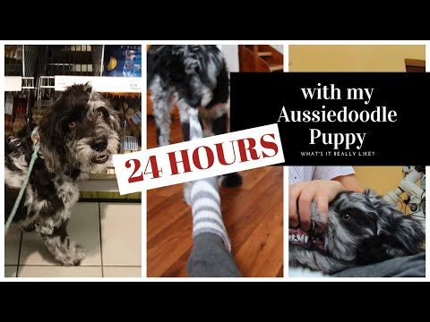 24-hours-with-my-5-month-old-aussiedoodle-puppy!