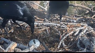 Big Bear Eagle ~Heartbreaking News! Ravens Eat Jackie & Shadow's Egg! Jackie Returns Too Late 1.7.21