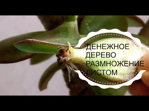 Видео: Как вырастить атласное листовое дерево - Условия выращивания атласного листового дерева