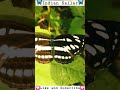 Indian sailar butterfly butterfly shorts shortviralnaturewithgulshansahu