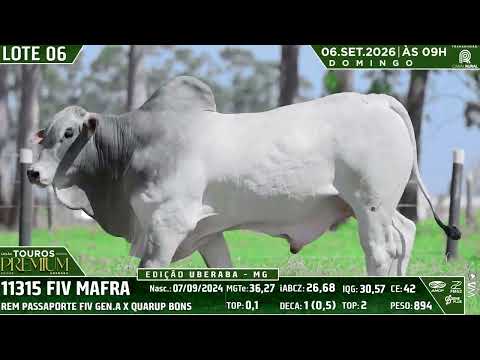 LOTE 06