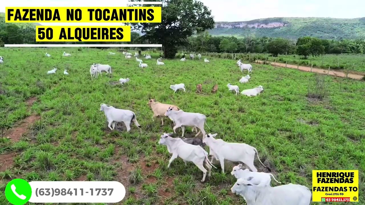 FAZENDA NO TOCANTINS 50 ALQUEIRES (63)98411-1737