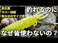 【なぜ皆使わないの？】釣れる要素しかない不人気ワーム投げたらバスが豹変しました