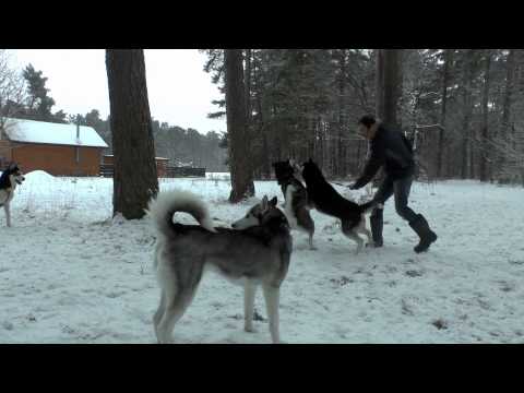 Video: Šuniuko Malūnų Peticija Skatina Didelį Atsaką