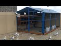 Satinette pigeons  fancy pigeon breeds  best pigeon breeding cage