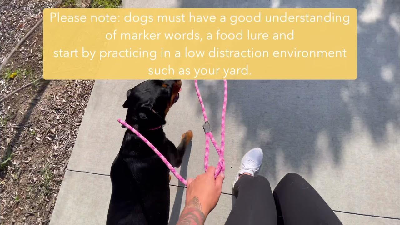 HOW TO USE A SLIP LEAD & TEACH YOUR DOG HOW TO LOOSE LEAD WALK YouTube
